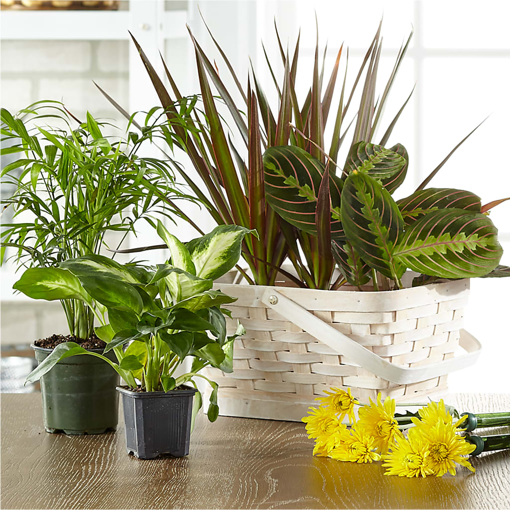 Florist Designed Blooming and Green Plants in a Basket – MC SHANES FLORIST & GREENHOUSE INC, Belle Vernon PA