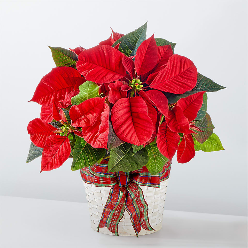Happiest Holidays Poinsettia – MC SHANES FLORIST & GREENHOUSE INC, Belle Vernon PA