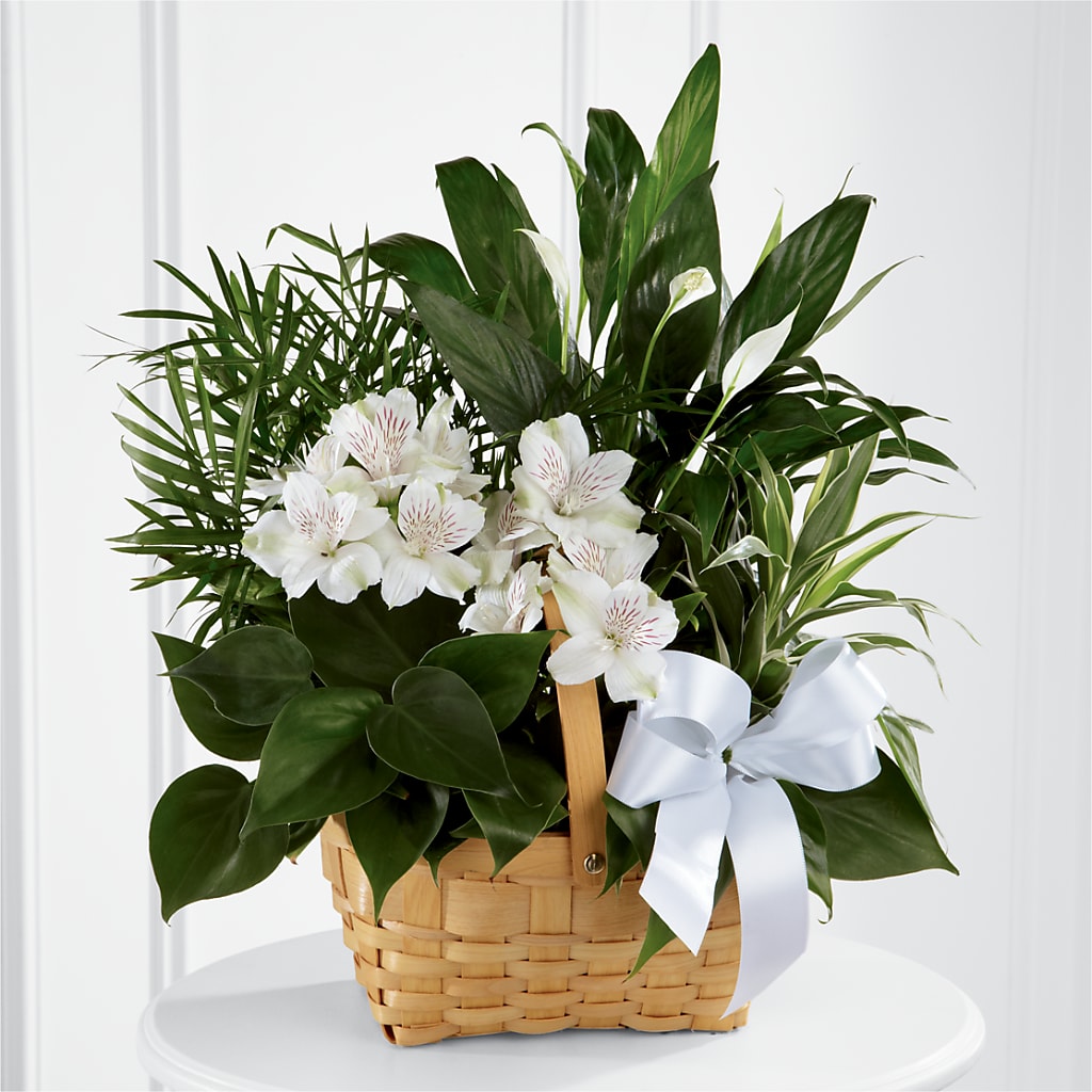 Peace & Serenity Dishgarden – MC SHANES FLORIST & GREENHOUSE INC, Belle Vernon PA