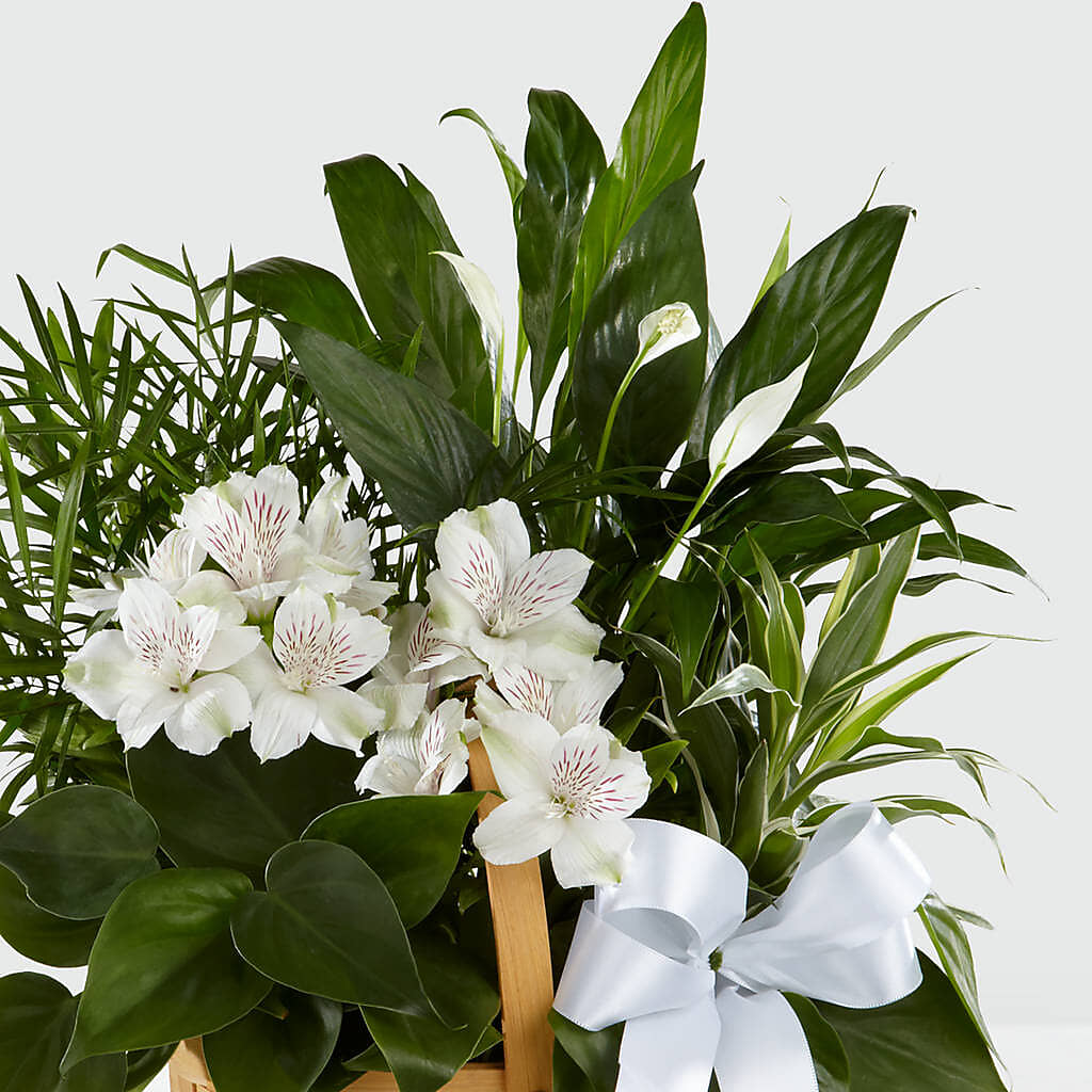 Peace & Serenity Dishgarden – MC SHANES FLORIST & GREENHOUSE INC, Belle Vernon PA
