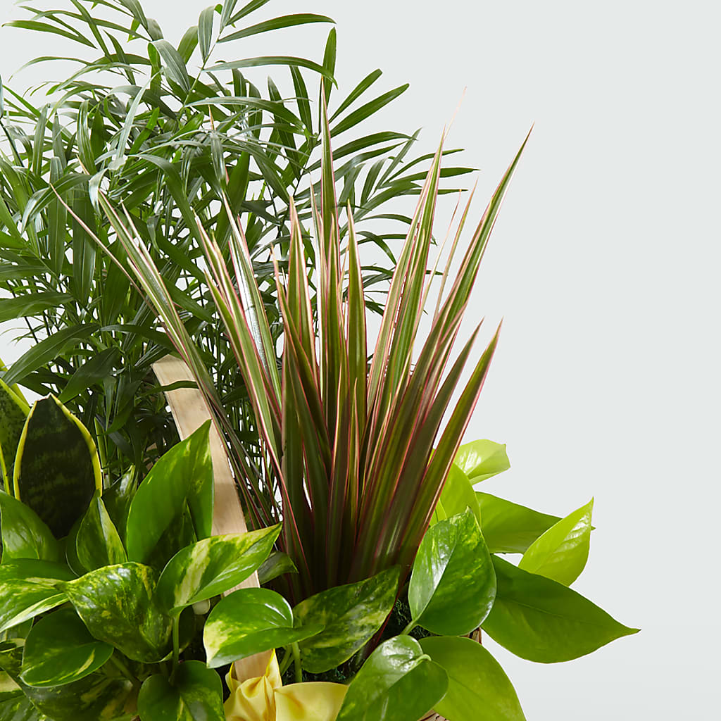 French Garden – MC SHANES FLORIST & GREENHOUSE INC, Belle Vernon PA