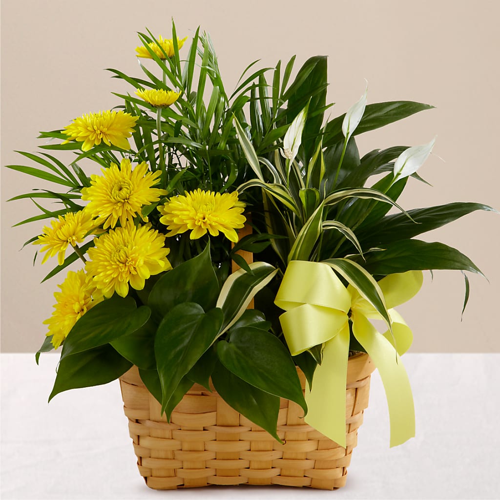 Loving Light Dishgarden – MC SHANES FLORIST & GREENHOUSE INC, Belle Vernon PA