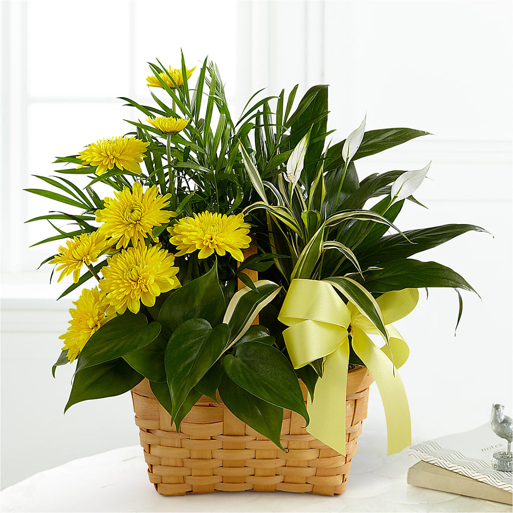 Loving Light Dishgarden – MC SHANES FLORIST & GREENHOUSE INC, Belle Vernon PA