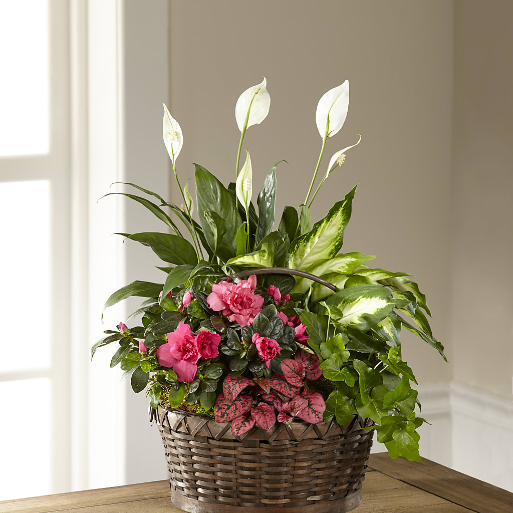 Dream in Pink Dishgarden – MC SHANES FLORIST & GREENHOUSE INC, Belle Vernon PA