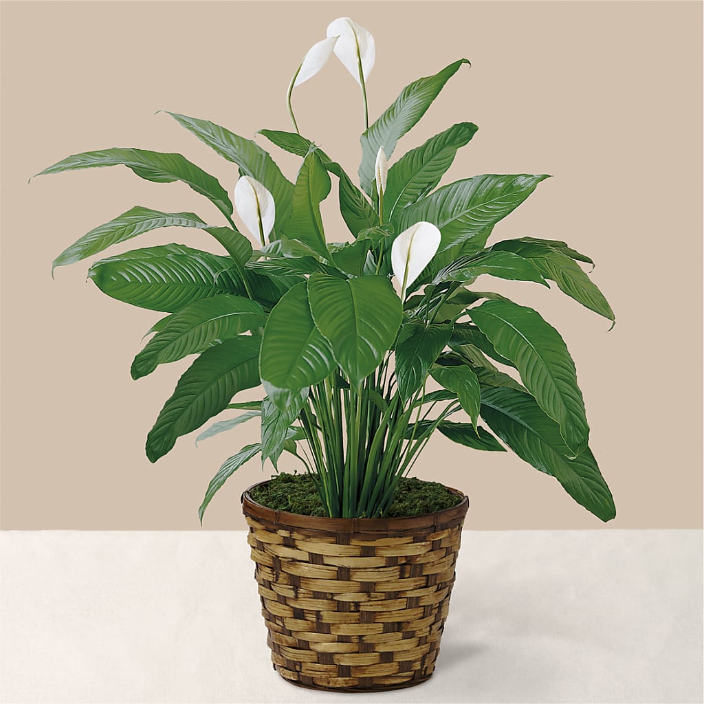 Tranquil Moments Peace Lily Plant – MC SHANES FLORIST & GREENHOUSE INC, Belle Vernon PA