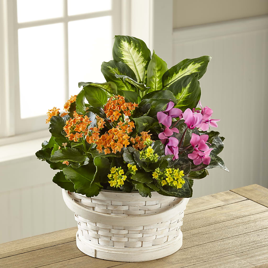 Color Crush Dishgarden – MC SHANES FLORIST & GREENHOUSE INC, Belle Vernon PA