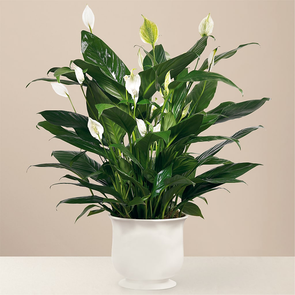 Comfort Planter – MC SHANES FLORIST & GREENHOUSE INC, Belle Vernon PA