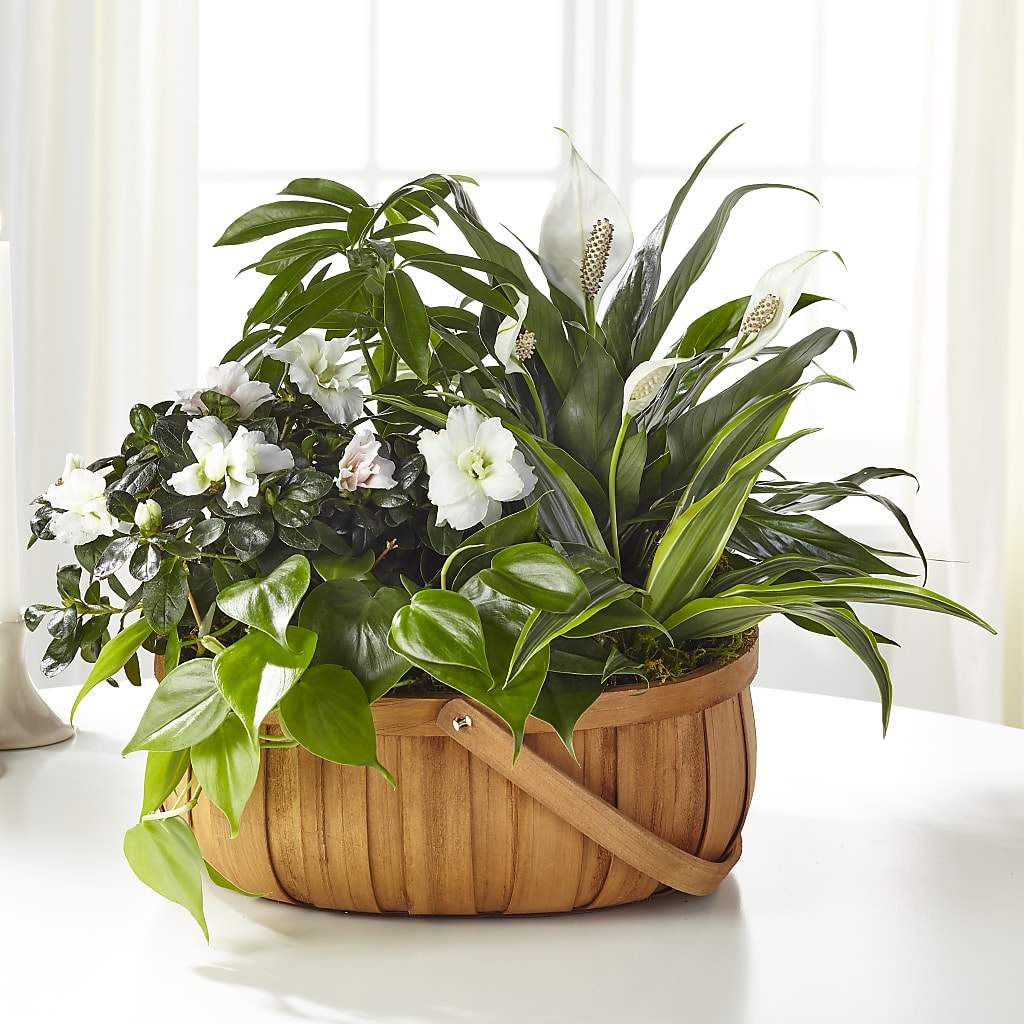 Serene Dishgarden – MC SHANES FLORIST & GREENHOUSE INC, Belle Vernon PA