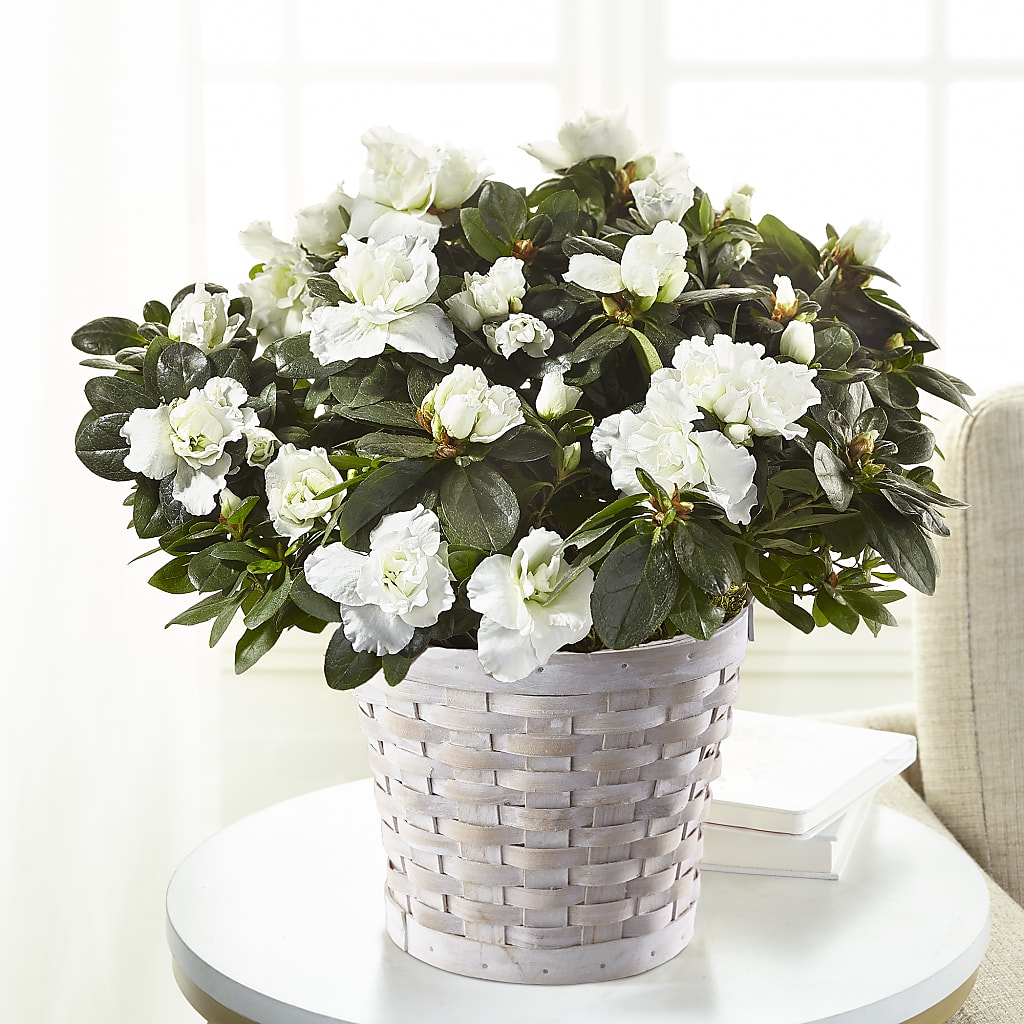 White Azalea Plant – MC SHANES FLORIST & GREENHOUSE INC, Belle Vernon PA