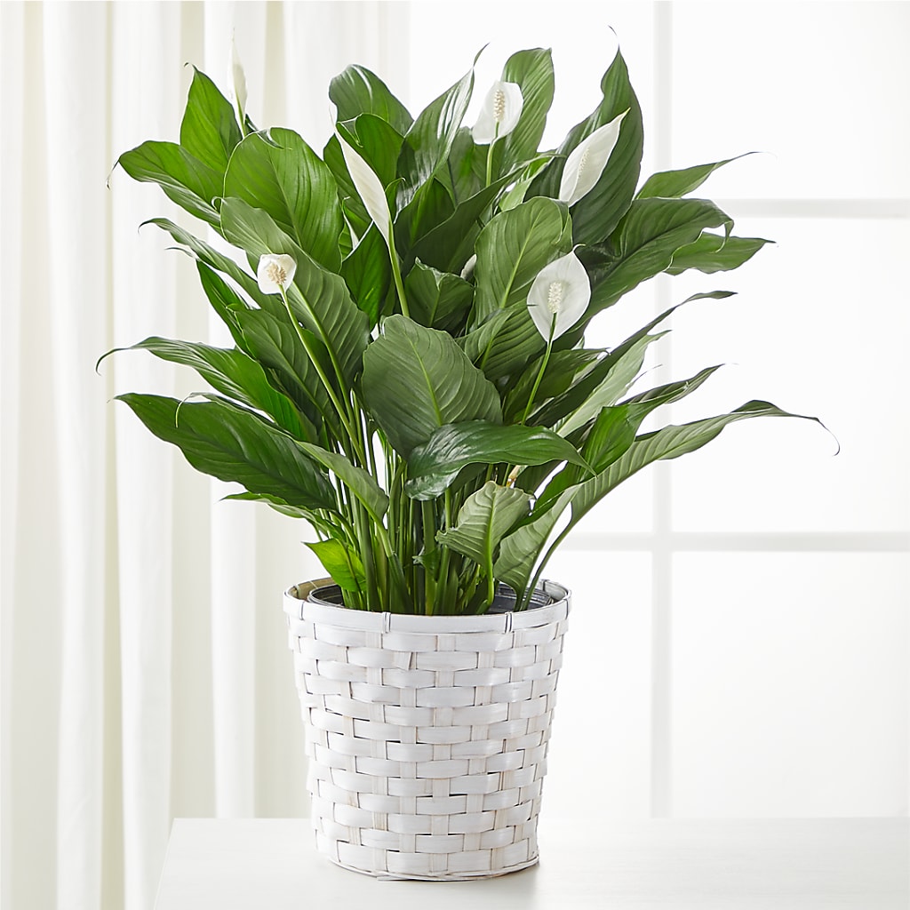 A New Leaf Peace Lily – MC SHANES FLORIST & GREENHOUSE INC, Belle Vernon PA