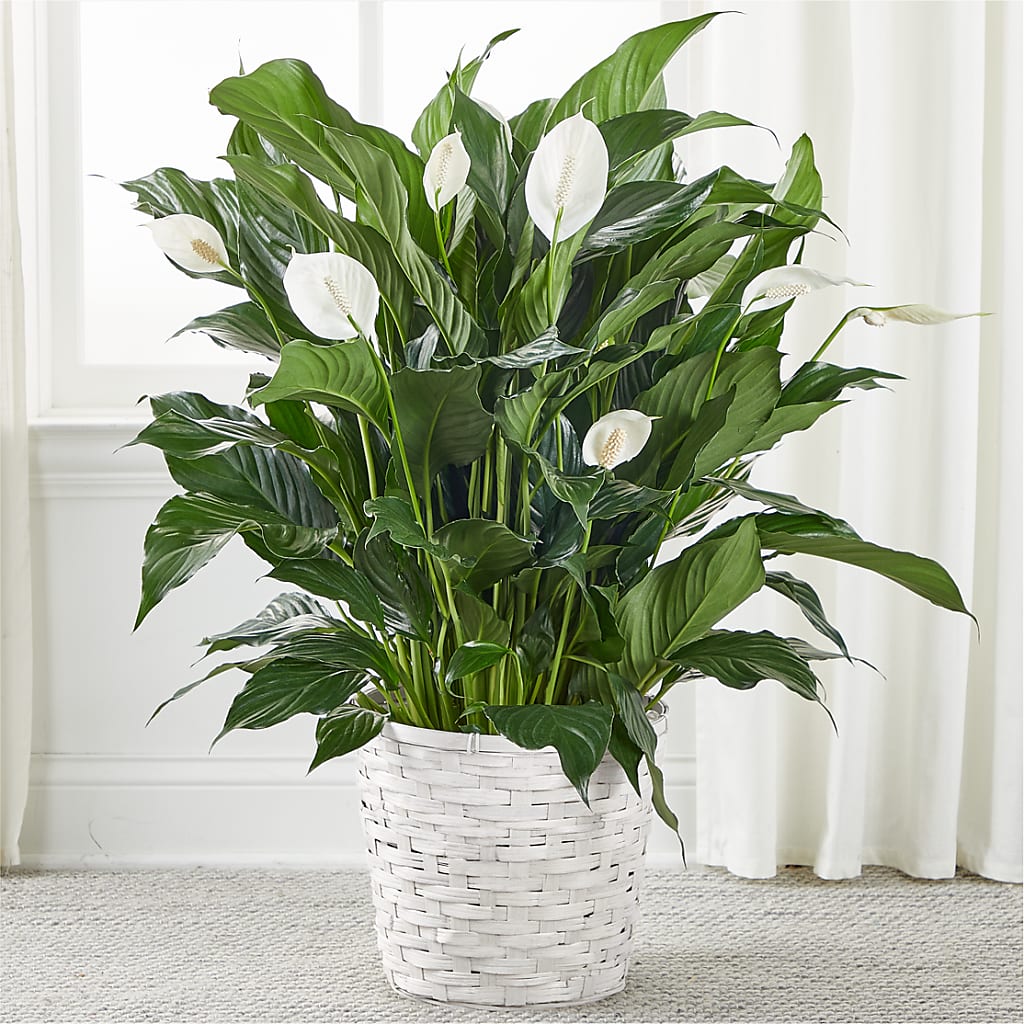 A New Leaf Peace Lily – MC SHANES FLORIST & GREENHOUSE INC, Belle Vernon PA