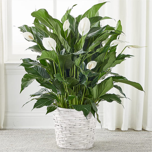 A New Leaf Peace Lily – MC SHANES FLORIST & GREENHOUSE INC, Belle Vernon PA