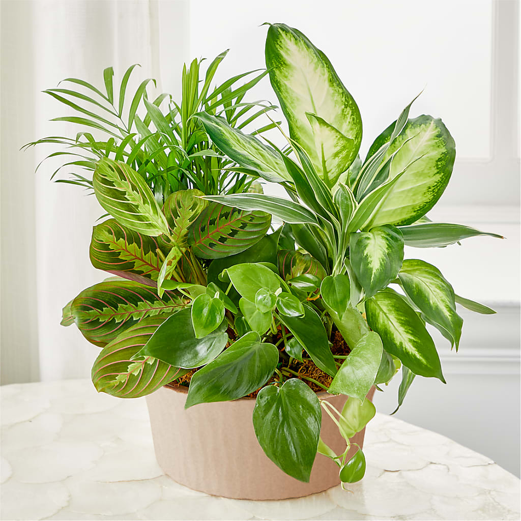 Balance & Harmony Dishgarden – MC SHANES FLORIST & GREENHOUSE INC, Belle Vernon PA
