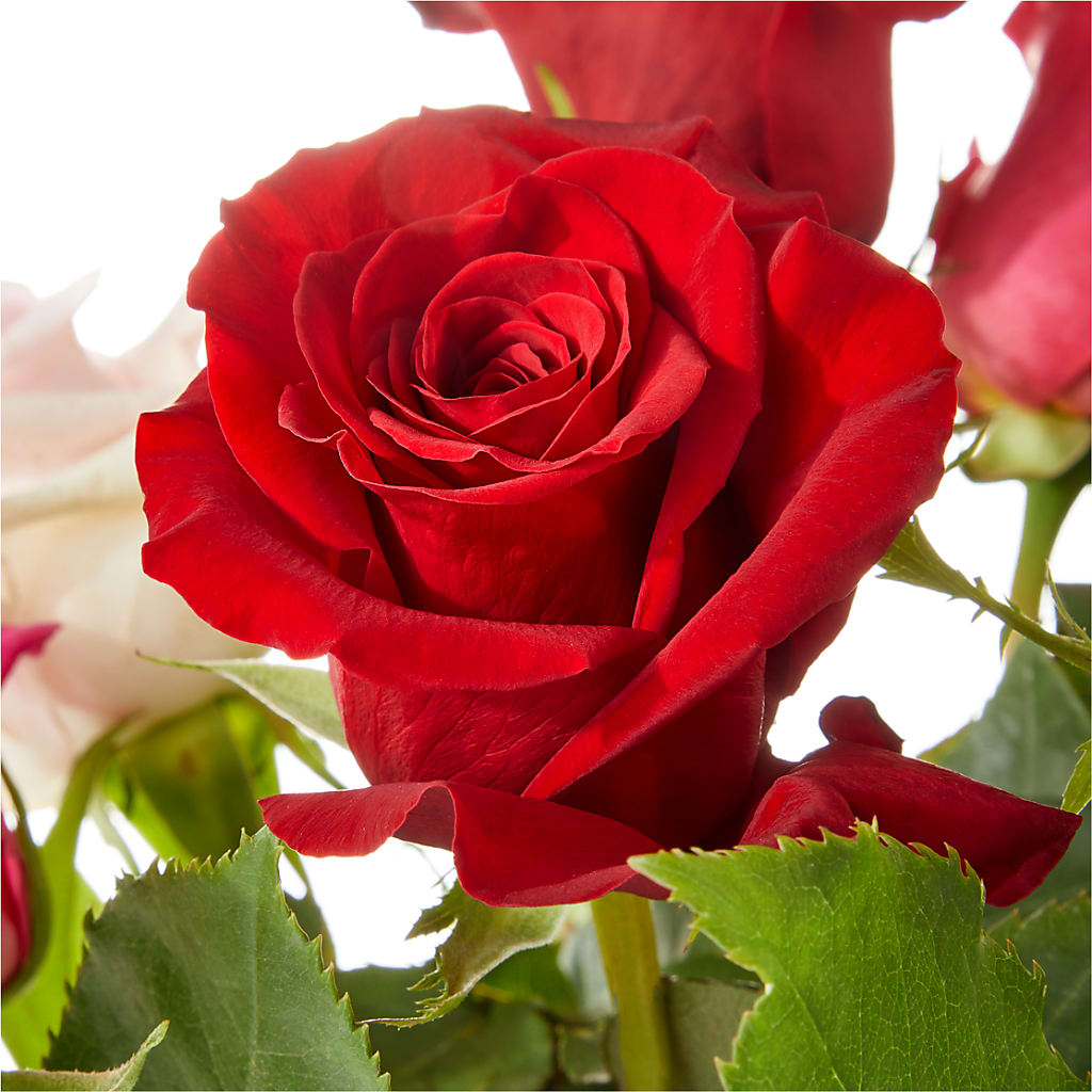 Love Notes Rose Bouquet – MC SHANES FLORIST & GREENHOUSE INC, Belle Vernon PA
