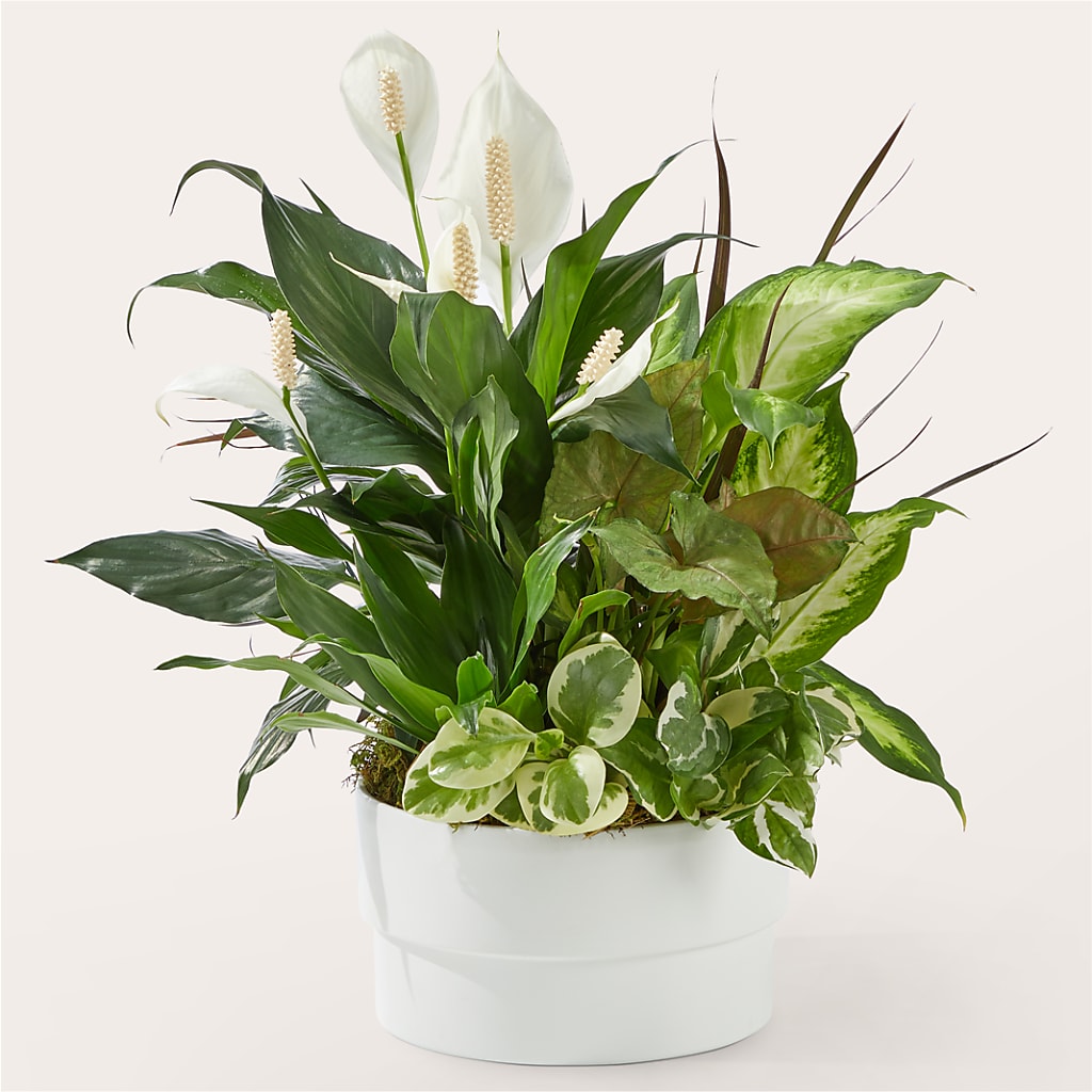 Radiating Positivity Dishgarden – MC SHANES FLORIST & GREENHOUSE INC, Belle Vernon PA