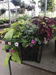 Mother's Day Patio planter – MC SHANES FLORIST & GREENHOUSE INC, Belle Vernon PA