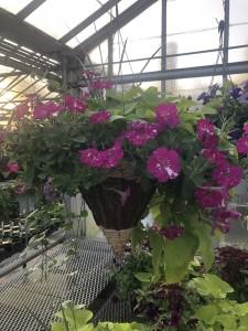 Spring Hanging Basket – MC SHANES FLORIST & GREENHOUSE INC, Belle Vernon PA