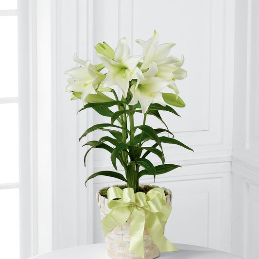 Easter Lily Plant – MC SHANES FLORIST & GREENHOUSE INC, Belle Vernon PA