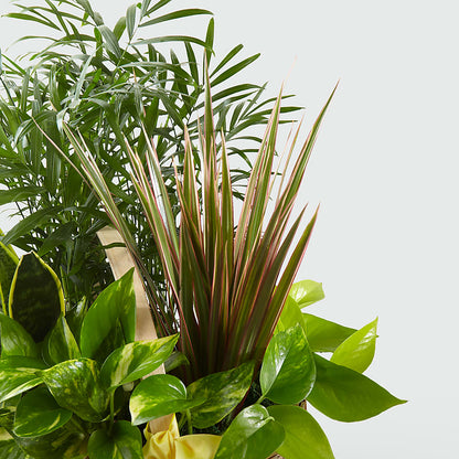 French Garden – MC SHANES FLORIST & GREENHOUSE INC, Belle Vernon PA