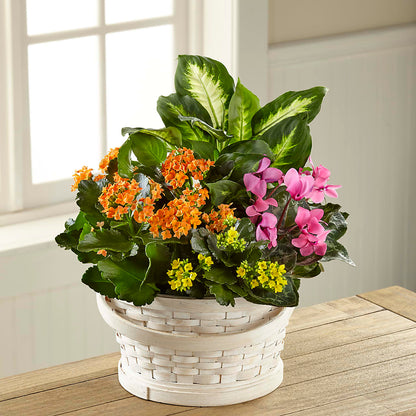 Color Crush Dishgarden – MC SHANES FLORIST & GREENHOUSE INC, Belle Vernon PA