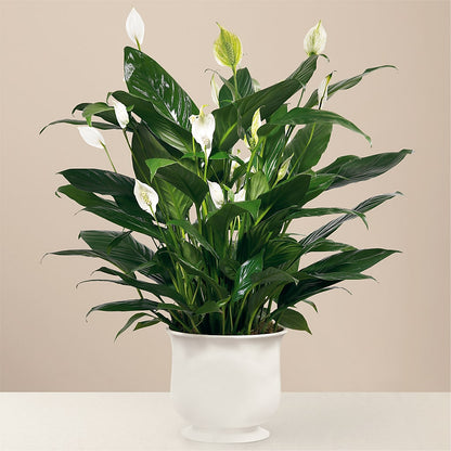 Comfort Planter – MC SHANES FLORIST & GREENHOUSE INC, Belle Vernon PA