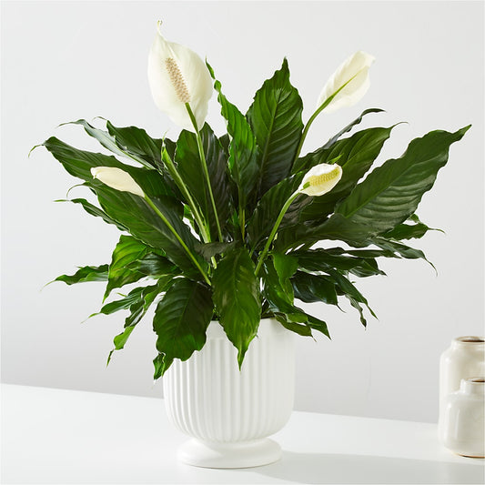 Comfort Planter – MC SHANES FLORIST & GREENHOUSE INC, Belle Vernon PA