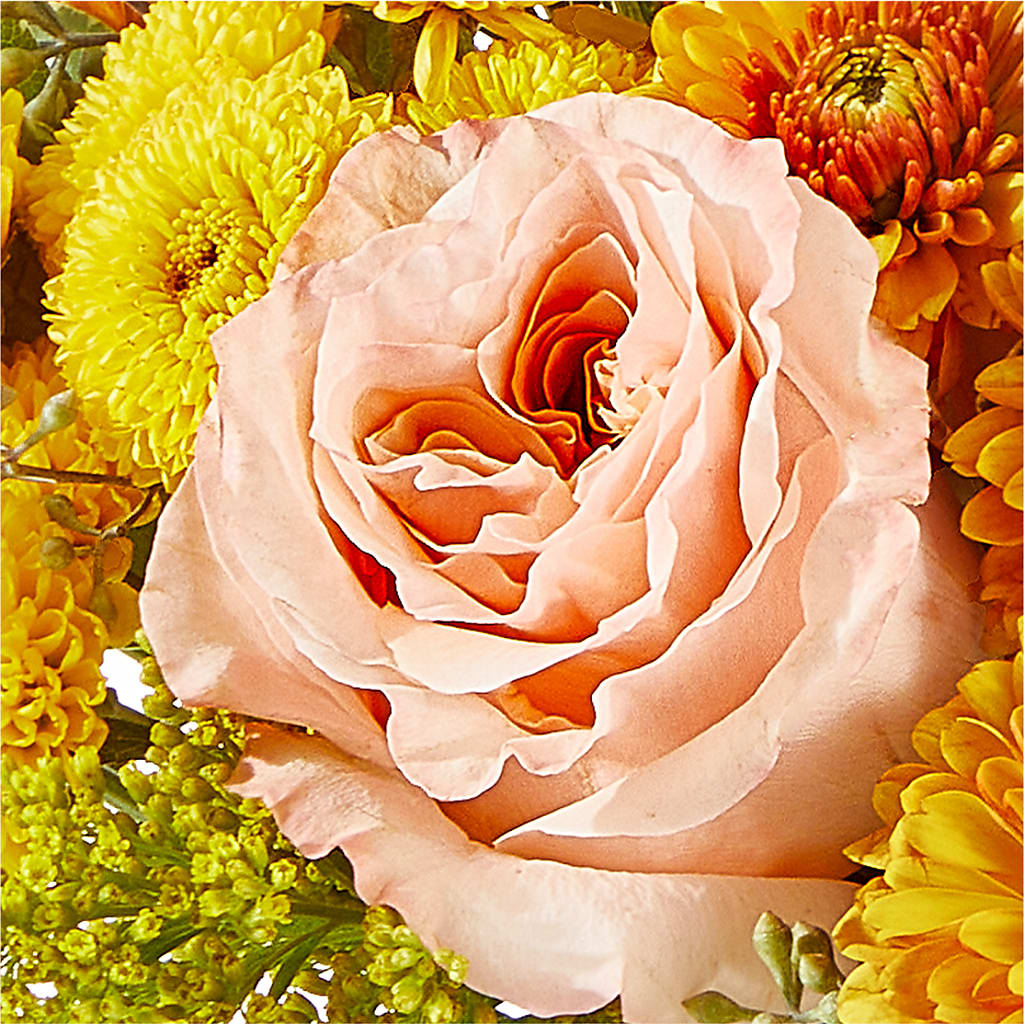 Peachy Pumpkin – MC SHANES FLORIST & GREENHOUSE INC, Belle Vernon PA
