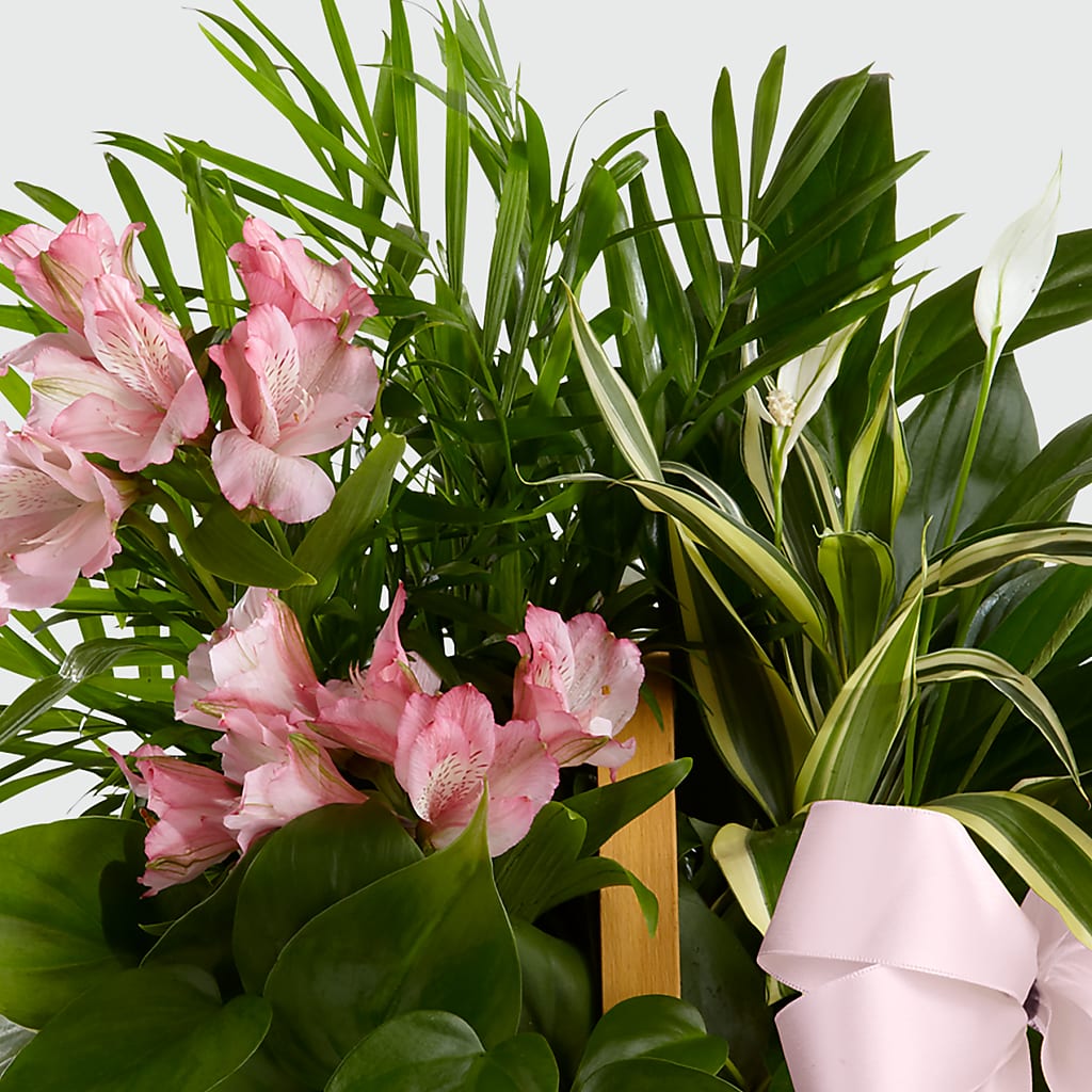 Living Spirit Dishgarden – MC SHANES FLORIST & GREENHOUSE INC, Belle Vernon PA