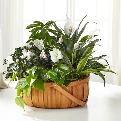 Serene Dishgarden – MC SHANES FLORIST & GREENHOUSE INC, Belle Vernon PA