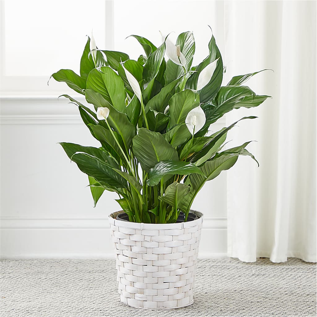 A New Leaf Peace Lily – MC SHANES FLORIST & GREENHOUSE INC, Belle Vernon PA