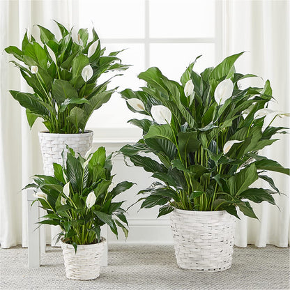 A New Leaf Peace Lily – MC SHANES FLORIST & GREENHOUSE INC, Belle Vernon PA