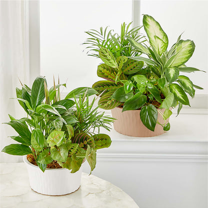 Balance & Harmony Dishgarden – MC SHANES FLORIST & GREENHOUSE INC, Belle Vernon PA