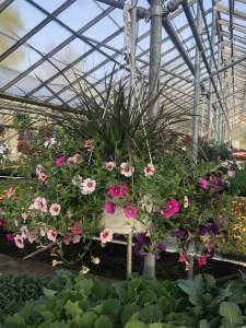 Mother's Day Combo Basket – MC SHANES FLORIST & GREENHOUSE INC, Belle Vernon PA